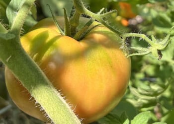 a gardener’s guide to peak ripeness