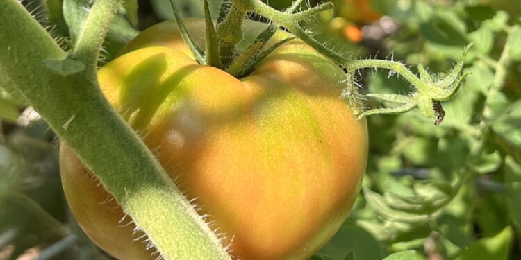 a gardener’s guide to peak ripeness