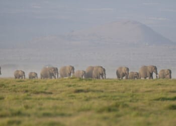 The deaths of 15 elephants in Kenya’s Amboseli National Park spark investigation