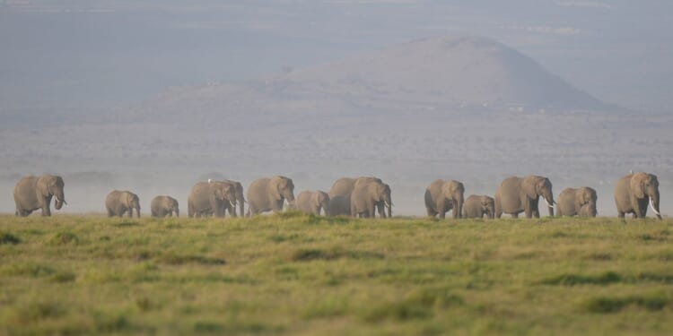 The deaths of 15 elephants in Kenya’s Amboseli National Park spark investigation