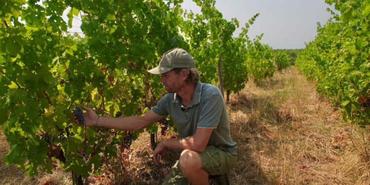 Wildfires near Bordeaux bring more troubles to France’s wine industry