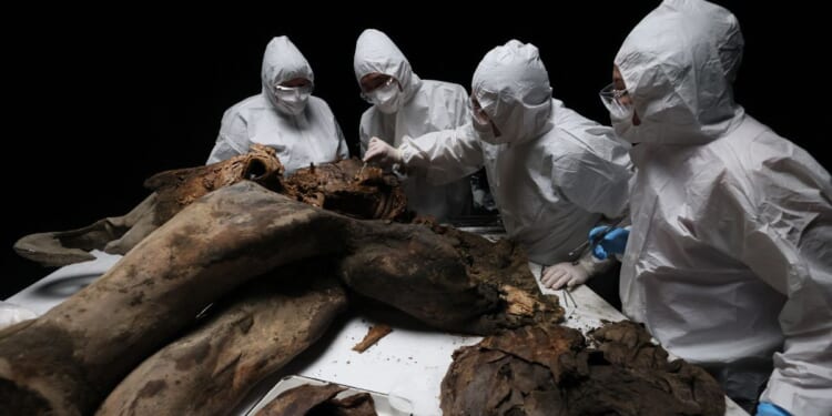 Scientists perform a necropsy on the 50,000-year-old baby mammoth nicknamed "Yana" at the North-Eastern Federal University in Yakutsk on March 27, 2025.
