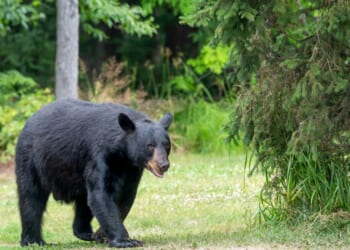 An adult male American black bear walking into a clearing in the wild.