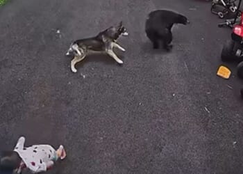 Bella the Husky mix didn't hesitate to let the bear know its presence was unwelcome.