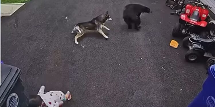 Bella the Husky mix didn't hesitate to let the bear know its presence was unwelcome.