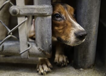 Obama Ran Disinformation Campaign to Cover for Fauci Beagle Torture Program, Diary Reveals – PJ Media