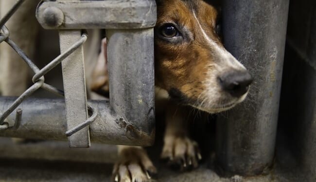 Obama Ran Disinformation Campaign to Cover for Fauci Beagle Torture Program, Diary Reveals – PJ Media