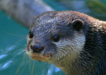 A Florida search-and-rescue team is using an Asian small-clawed otter, similar to the one seen in this stock photo, to go deep underwater where search dogs cannot go.