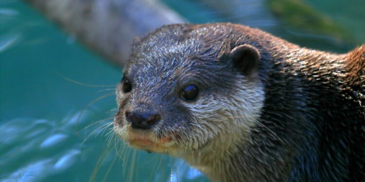 A Florida search-and-rescue team is using an Asian small-clawed otter, similar to the one seen in this stock photo, to go deep underwater where search dogs cannot go.