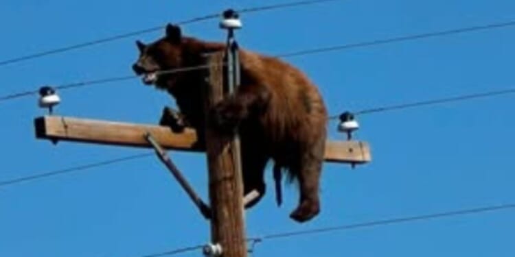 Officials blamed passers-by who stopped to photograph the bear for causing his demise.