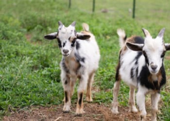 This is a photograph of goats on a New Jersey farm on a summer day in Middlesex County.
