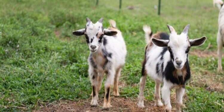 This is a photograph of goats on a New Jersey farm on a summer day in Middlesex County.