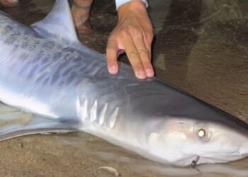 Tiger shark caught off Massachusetts could be sign of warming waters