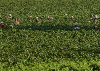 Extreme heat is reshaping Italy’s sparkling wine industry with early harvests and nighttime picking