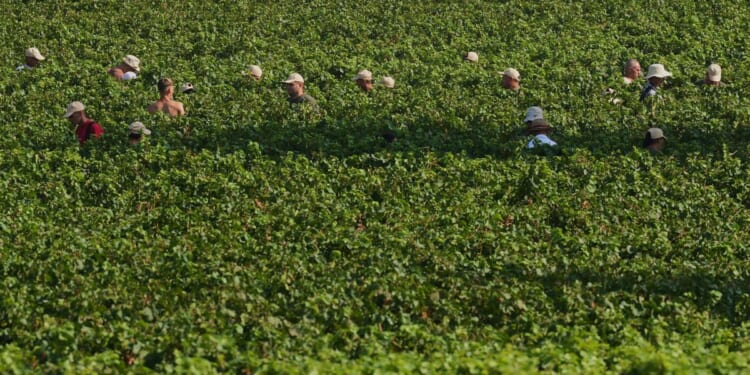 Extreme heat is reshaping Italy’s sparkling wine industry with early harvests and nighttime picking