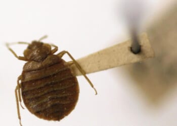 Bedbugs can cause people to lose sleep — and blood. Here’s what to do about them