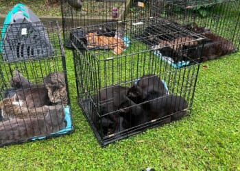 More than 100 cats rescued from Northern Cambria home after domestic dispute turns violent