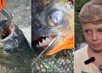 The boy's father said it's the craziest thing that's ever happened to them on a fishing trip.