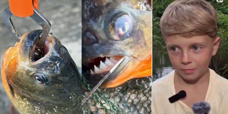 The boy's father said it's the craziest thing that's ever happened to them on a fishing trip.