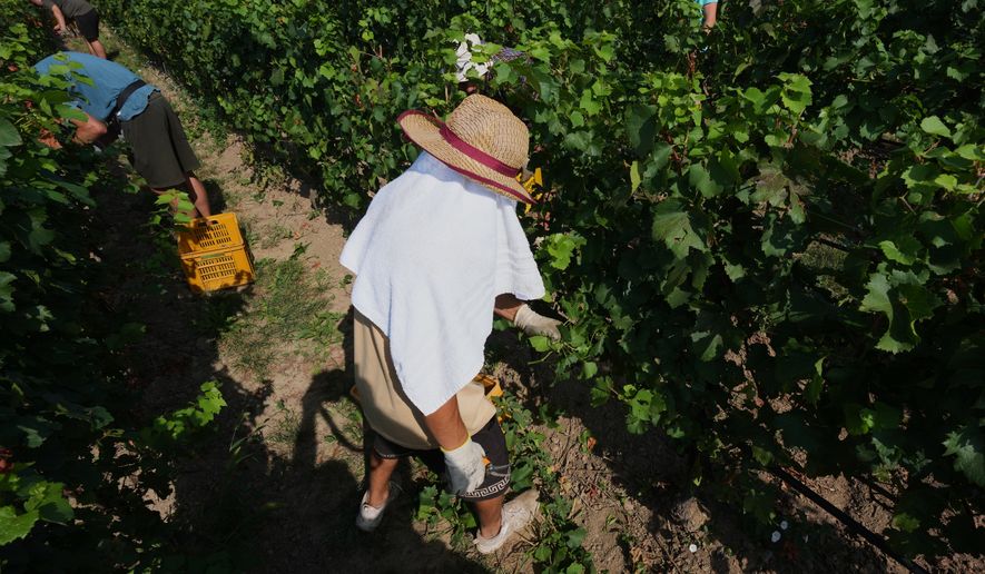A worker picks wine grapes as he protects himself from the sun with a towel during the harvest in Corte Franca, northern Italy, Thursday, Aug. 6, 2026. (AP Photo/Antonio Calanni)