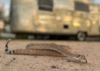 Leave it: Dog trainers help pets avoid venomous snakes