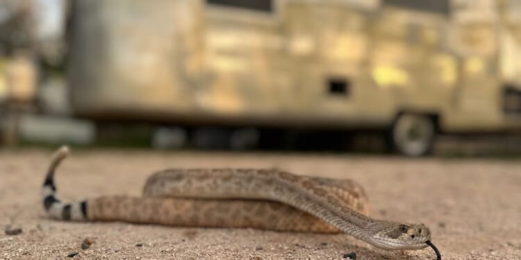 Leave it: Dog trainers help pets avoid venomous snakes