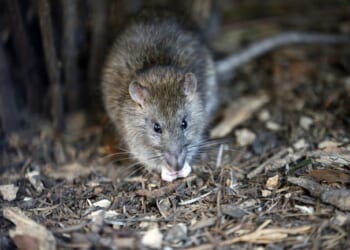 Los Angeles Isn't Just a Third World City. The Typhus Outbreak Is Positively Medieval. – PJ Media