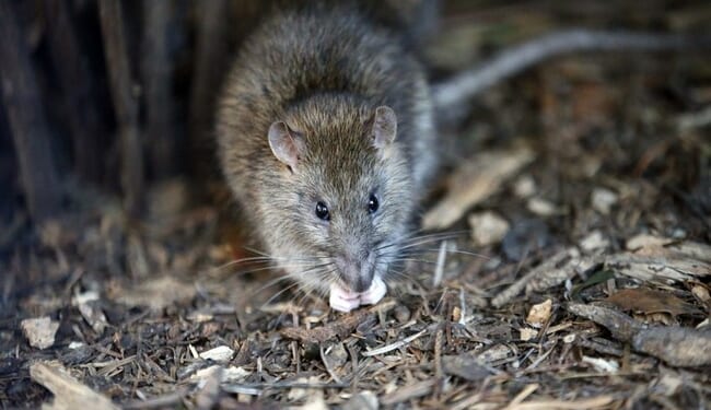 Los Angeles Isn't Just a Third World City. The Typhus Outbreak Is Positively Medieval. – PJ Media