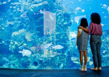 A woman and a child look at a glass container for fish in a zoo.