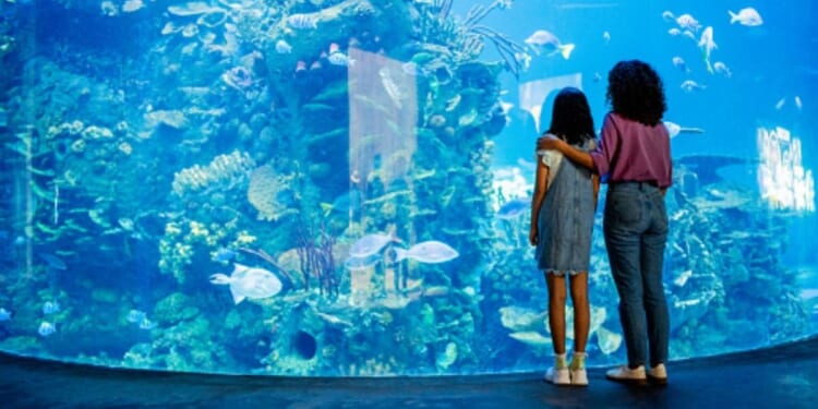 A woman and a child look at a glass container for fish in a zoo.