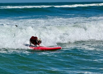 Top dogs ride waves at annual World Dog Surfing Championships