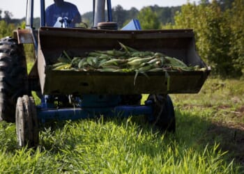A blue tractor filled with freshly harvested corn sits on a grassy field, with trees and greenery in the background under a partly sunny sky.