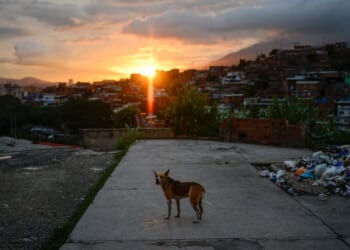 A dog barks in the Petare neighborhood in Caracas, Venezuela, on July 22, 2019, as the capital and other parts of Venezuela are being hit by a massive power cut.