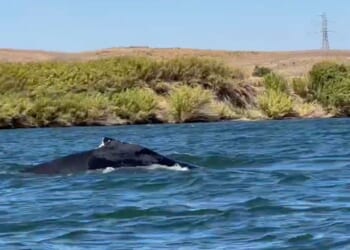 A humpback whale was spotted in a California river, 60 miles from its Pacific Ocean home