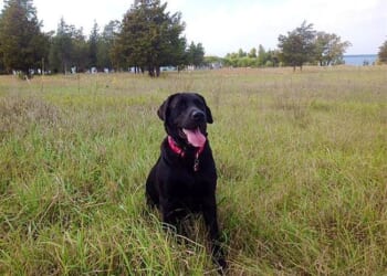 Burnham Burns Brexit Bridges, Fairford Follies Find the Harkles, and Labour Loathes Labradors – HotAir