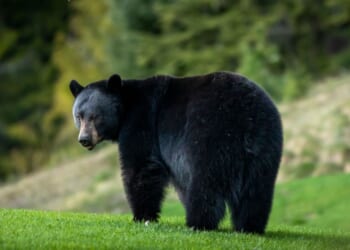 A black bear relaxing on a golf course in Whistler, British Columbia.