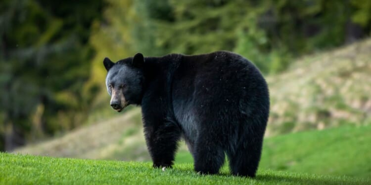 A black bear relaxing on a golf course in Whistler, British Columbia.