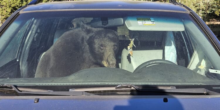 Hungry black bears are running into trouble in the Rocky Mountains