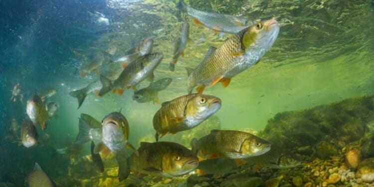 European graylings swim in a school of fish as they’re pictured under water.