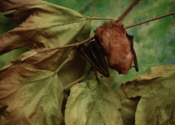 Los Angeles County headed for record amount of rabid bat cases