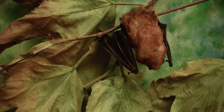 Los Angeles County headed for record amount of rabid bat cases