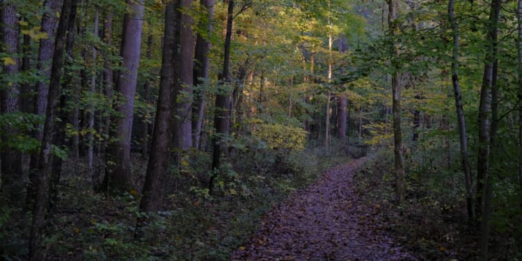 Autumn foliage is seen on a trail at Griffy Lake Nature Preserve after a rain shower on Oct. 19, 2025, in Bloomington, Indiana.