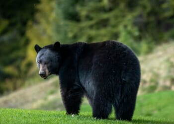 A black bear relaxing on a golf course in Whistler, British Columbia.