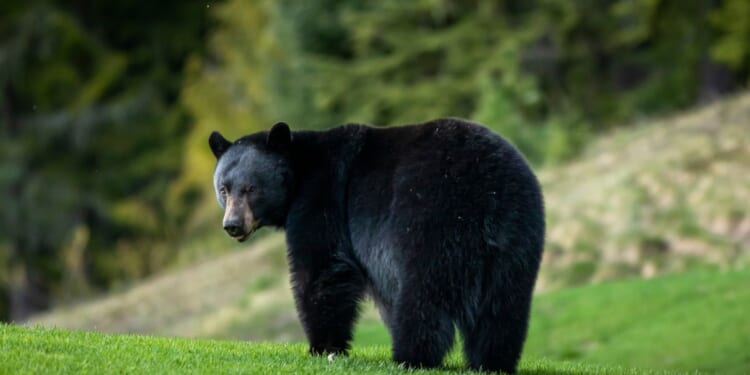 A black bear relaxing on a golf course in Whistler, British Columbia.