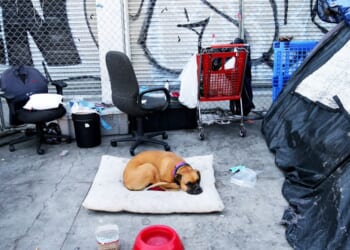 A dog rests in the Skid Row community on June 21, 2021, in Los Angeles, California.
