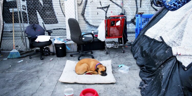 A dog rests in the Skid Row community on June 21, 2021, in Los Angeles, California.