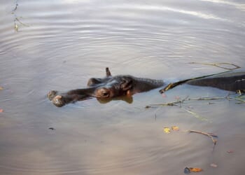 The Drug Lord Died. The Hippos Multiplied. – PJ Media