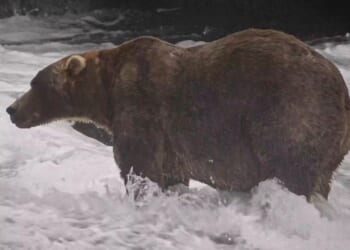 The final showdown of Alaska's Fat Bear Week comes down to heavyweights Bear 910 and Backpack
