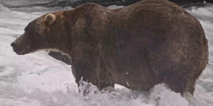 The final showdown of Alaska's Fat Bear Week comes down to heavyweights Bear 910 and Backpack