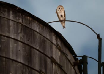 A rare family of barn owls moved into Manhattan's Upper West Side. New Yorkers are captivated